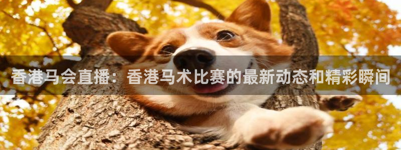 9255tv直播nba在线观看：香港马会直播：香港马术比赛的最新动态和精彩瞬间