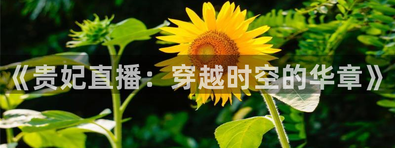 9255tv直播nba在线直播：《贵妃直播：穿越时空的华章》